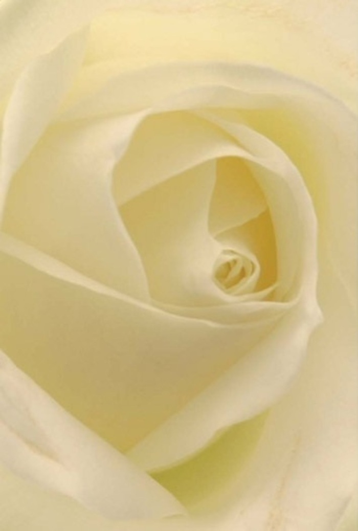 Viewed in close focus, this classic white rose reveals an arresting interplay of softness and layered sophistication-a bloom offering equal measures of tranquility and refinement, much like the leafy pockets hidden throughout Clerkenwell. Gentle gradients of white and cream sweep through each petal, brushed by diffused daylight reminiscent of the soft light filtering through Clerkenwell Green. The centre unfurls in a near-perfect spiral, boasting purity and understated strength, while the petals themselves seem almost illuminated from within. As a florist rooted in Clerkenwell's community, I recognise this rose as the epitome of meaningful gesture-be it for romance, sincere apology, or as the crowning touch at a wedding in one of the area's historic venues. Slight variations in petal hue and subtle shadow work together to amplify its natural allure, while the barely-there fragrance speaks of serenity and freshness-an ideal offering from Florist Clerkenwell for those wishing to articulate emotion with grace. In this artistic composition, every detail, from the petal's gentle rollover to the luminous core, whispers of resilience and timeless elegance, capturing the quiet beauty that our local blooms bring to life's most cherished moments.